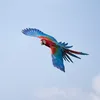 Vermelha_the_macaw