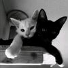 amourelloo._