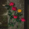 arafat.hossan1