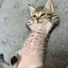 anh_chang_sibidi5
