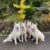 white_ange_dog