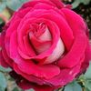 rizwan.khan.740