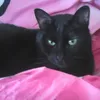 pat20114