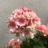 lasaris_43