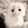 literallyiamjusthere