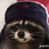 viizzzzc