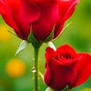 user1822299661842