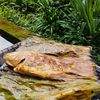 taksukatakapatakkacaukau