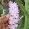 htoo_995