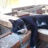 gyrlnk