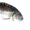 phish.fishy