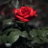 hhqwertyuiop5696