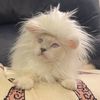 Louie the Ragdoll Cat