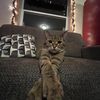 Mr meow