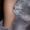 alefer_33