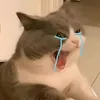 yyyyyy_yynn
