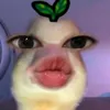 flsgi