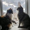 cat.herinology