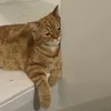 ahsirttg