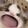 luvjngwon0