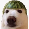 didlomes