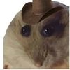 mogusabobus3