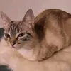 nyaivest
