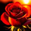 farizal_878