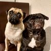 kiki_thepug