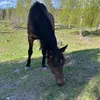 noelia.heterjag