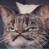 catman12345666789