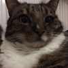 love_cats065