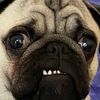 montana_pug
