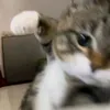 no.need.t0