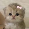 aina_15x