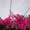 nguyn.vn.ph392