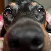 _sbamanda