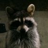 𝙈𝙀𝙍𝙇𝙊🦝