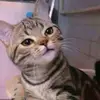 keishota