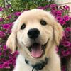 Cute Dogs
