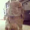 bunnybiohazard