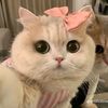 hii_mel9