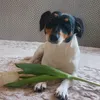 mnepoxuinaxui