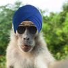 monkeypalsingh