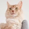 cutecat1572