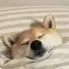 vgpaz