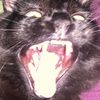 screamingcat6969
