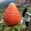 mas_bonggol02