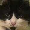 oskar.aha
