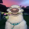 elchaposensei